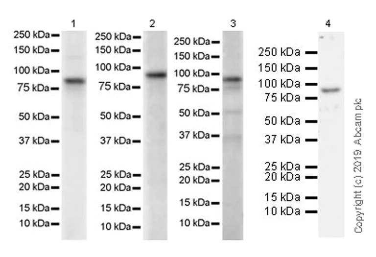 Western blot - Anti-GMEB1 antibody [EPR23056-62] (AB240646)