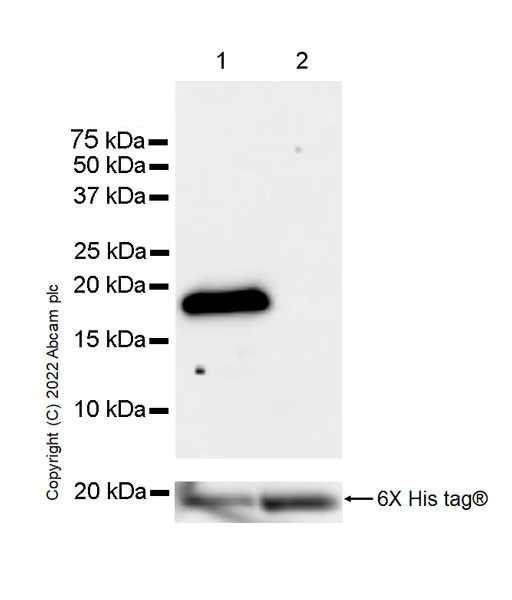 Western blot - Anti-GMFB antibody [EPR25849-25] (AB303512)