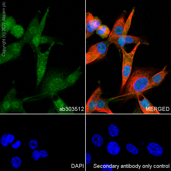 Immunocytochemistry/ Immunofluorescence - Anti-GMFB antibody [EPR25849-25] - BSA and Azide free (AB303513)