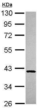 Western blot - Anti-GMPPB antibody (AB154061), expandable thumbnail