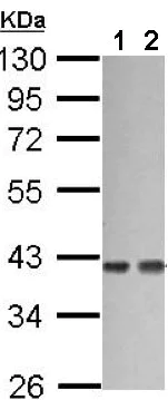 Western blot - Anti-GNA12 antibody (AB154004)
