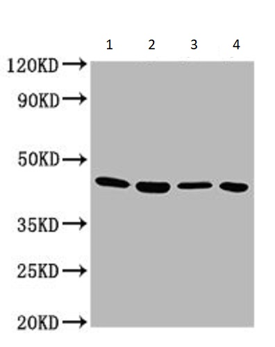 Western blot - Anti-GNA12 antibody (AB236617), expandable thumbnail