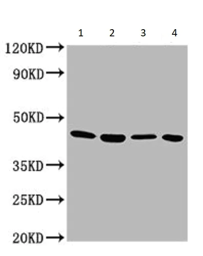 Western blot - Anti-GNA12 antibody (AB236617)