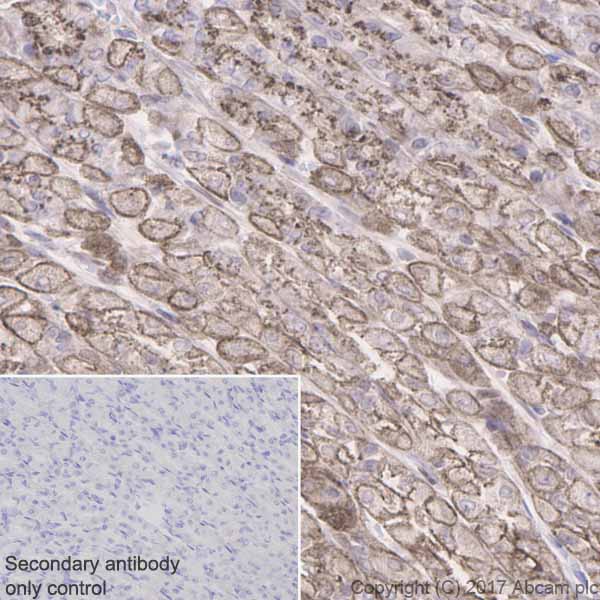 Immunohistochemistry (Formalin/PFA-fixed paraffin-embedded sections) - Anti-GNA13 antibody [EPR5436] (ab128900), expandable thumbnail