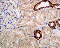 Immunohistochemistry (Formalin/PFA-fixed paraffin-embedded sections) - Anti-GNA13 antibody [EPR5436] (ab128900), expandable thumbnail
