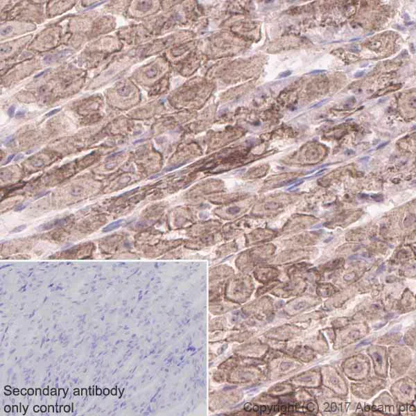 Immunohistochemistry (Formalin/PFA-fixed paraffin-embedded sections) - Anti-GNA13 antibody [EPR5436] (AB128900)