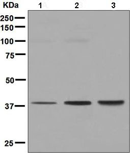 Western blot - Anti-GNA13 antibody [EPR5436] (AB128900), expandable thumbnail