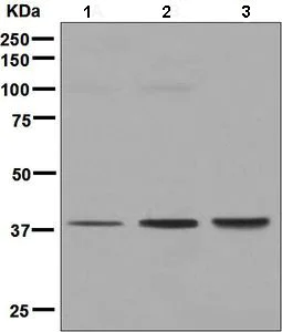 Western blot - Anti-GNA13 antibody [EPR5436] (AB128900)