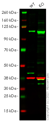 Western blot - Anti-GNA13 antibody [EPR5436] (AB128900), expandable thumbnail