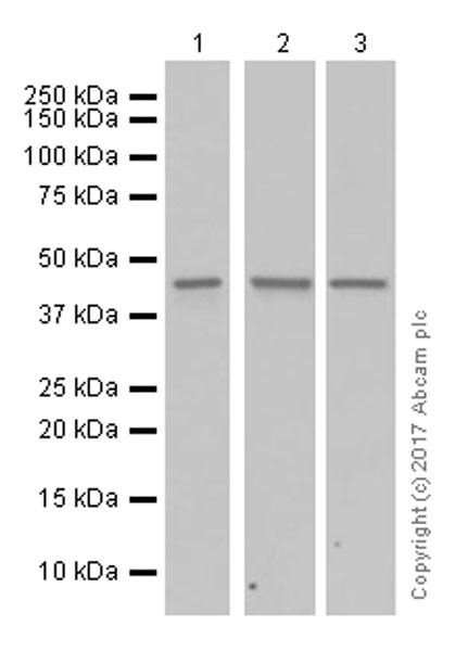 Western blot - Anti-GNA13 antibody [EPR5436] (AB128900), expandable thumbnail