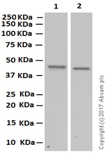 Western blot - Anti-GNA13 antibody [EPR5436] (AB128900), expandable thumbnail
