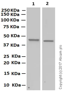 Western blot - Anti-GNA13 antibody [EPR5436] (AB128900)