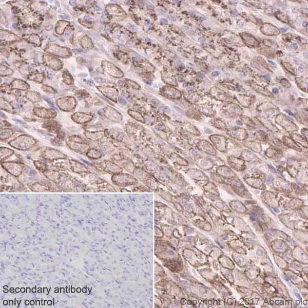 Immunohistochemistry (Formalin/PFA-fixed paraffin-embedded sections) - Anti-GNA13 antibody [EPR5436] - BSA and Azide free (AB232478)
