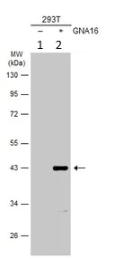 Western blot - Anti-GNA15 antibody (AB154157)