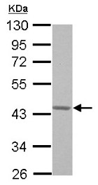 Western blot - Anti-GNA15 antibody (AB154157), expandable thumbnail