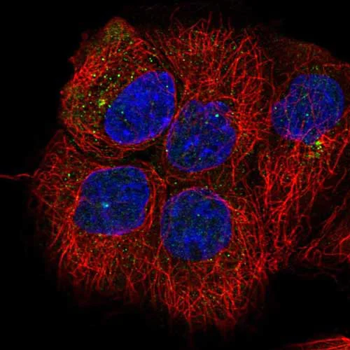 Immunocytochemistry/ Immunofluorescence - Anti-GNAI1 antibody (AB220277)