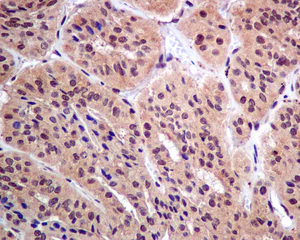 Immunohistochemistry (Formalin/PFA-fixed paraffin-embedded sections) - Anti-GNAI1 antibody [EPR9441(B)] (AB140125)