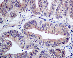 Immunohistochemistry (Formalin/PFA-fixed paraffin-embedded sections) - Anti-GNAI1 antibody [EPR9441(B)] (AB140125)