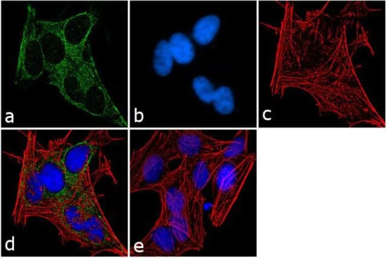 Immunocytochemistry - Anti-GNAI1 + GNAI2 antibody (AB3522)