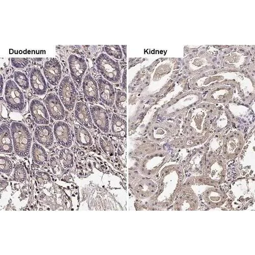 Immunohistochemistry (Formalin/PFA-fixed paraffin-embedded sections) - Anti-GNAI1 + GNAI2 + GNAI3 antibody [HL2092] (AB317134)