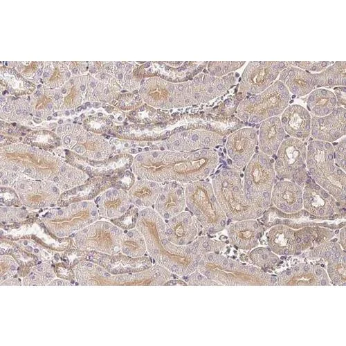 Immunohistochemistry (Formalin/PFA-fixed paraffin-embedded sections) - Anti-GNAI1 + GNAI2 + GNAI3 antibody [HL2092] (AB317134)