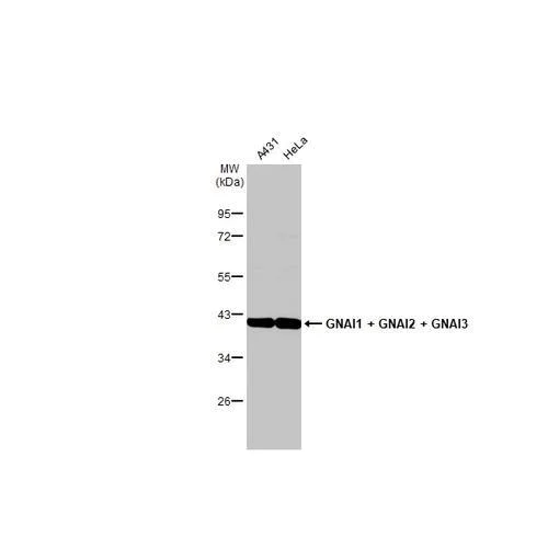 Western blot - Anti-GNAI1 + GNAI2 + GNAI3 antibody [HL2092] (AB317134)