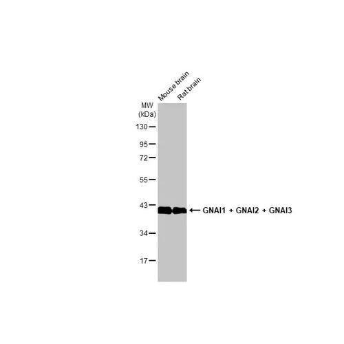 Western blot - Anti-GNAI1 + GNAI2 + GNAI3 antibody [HL2092] (AB317134)
