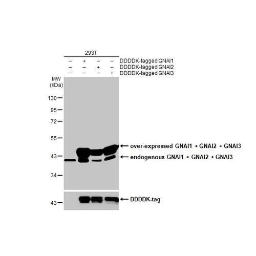 Western blot - Anti-GNAI1 + GNAI2 + GNAI3 antibody [HL2092] (AB317134)