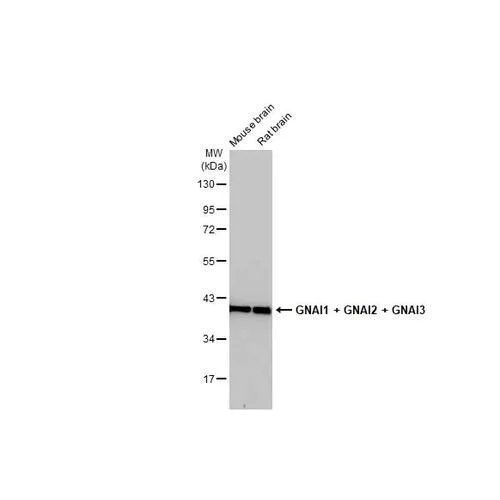 Western blot - Anti-GNAI1 + GNAI2 + GNAI3 antibody [HL2093] (AB317135)