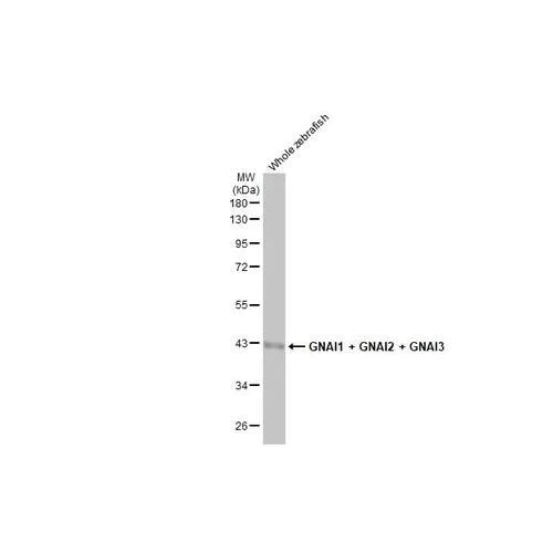 Western blot - Anti-GNAI1 + GNAI2 + GNAI3 antibody [HL2093] (AB317135)