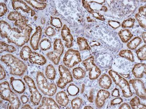 Immunohistochemistry (Formalin/PFA-fixed paraffin-embedded sections) - Anti-GNAI2 antibody [EPR9469] (AB157204)