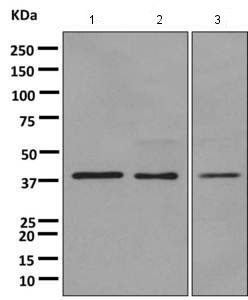 Western blot - Anti-GNAI2 antibody [EPR9469] (AB157204), expandable thumbnail