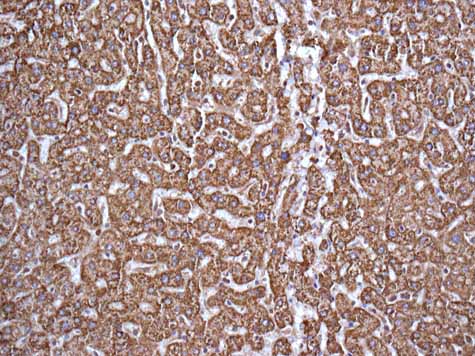 Immunohistochemistry (Formalin/PFA-fixed paraffin-embedded sections) - Anti-GNAI2 antibody [EPR9469] - BSA and Azide free (AB240140)