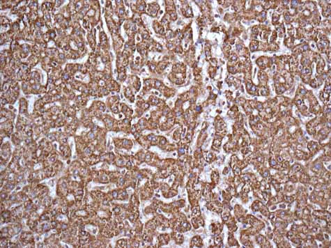Immunohistochemistry (Formalin/PFA-fixed paraffin-embedded sections) - Anti-GNAI2 antibody [EPR9469] - BSA and Azide free (AB240140)