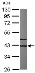 Western blot - Anti-GNAI3 antibody (AB154024)