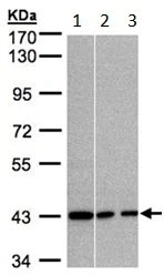 Western blot - Anti-GNAI3 antibody (AB154024)