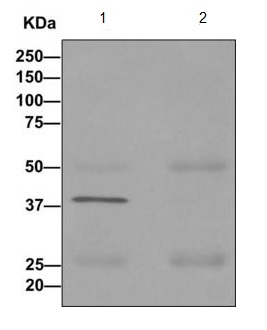 Immunoprecipitation - Anti-GNAI3 antibody [EPR11894] (AB173527)