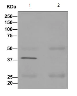 Immunoprecipitation - Anti-GNAI3 antibody [EPR11894] - BSA and Azide free (AB249765)