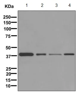 Western blot - Anti-GNAI3 antibody [EPR11894] - BSA and Azide free (AB249765)