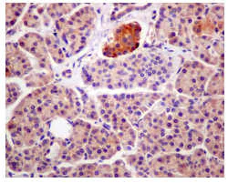 Immunohistochemistry (Formalin/PFA-fixed paraffin-embedded sections) - Anti-GNAI3 antibody [EPR11900] - BSA and Azide free (AB249914)