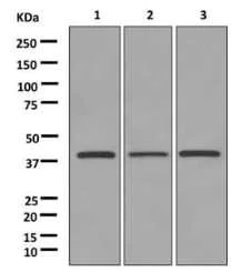 Western blot - Anti-GNAI3 antibody [EPR11900] - BSA and Azide free (AB249914)