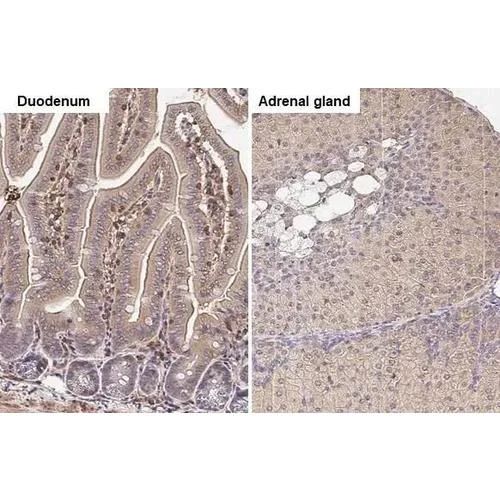 Immunohistochemistry (Formalin/PFA-fixed paraffin-embedded sections) - Anti-GNAI3 antibody [HL2096] (AB317136)