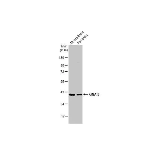 Western blot - Anti-GNAI3 antibody [HL2096] (AB317136)