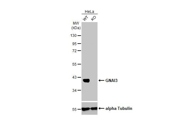 Western blot - Anti-GNAI3 antibody [HL2096] (AB317136)