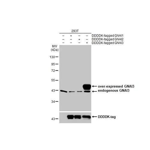 Western blot - Anti-GNAI3 antibody [HL2096] (AB317136)