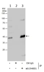Immunoprecipitation - Anti-GNAO1 antibody (AB154001)