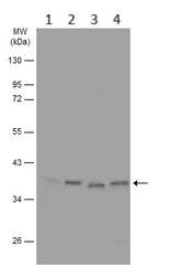 Western blot - Anti-GNAO1 antibody (AB154001)