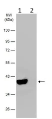 Western blot - Anti-GNAO1 antibody (AB154001)