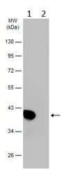 Western blot - Anti-GNAO1 antibody (AB154001)