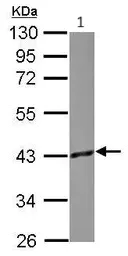 Western blot - Anti-GNAO1 antibody (AB154001)